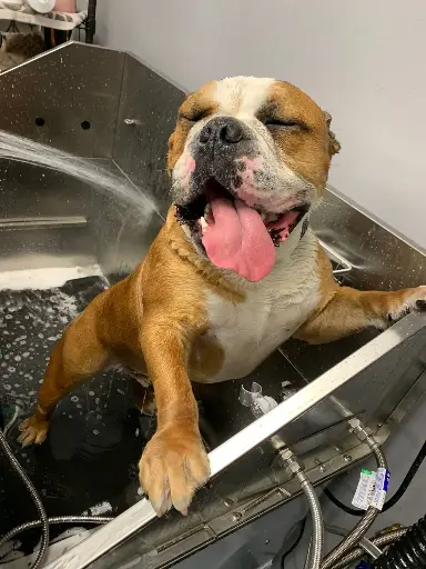 Bath & Brush