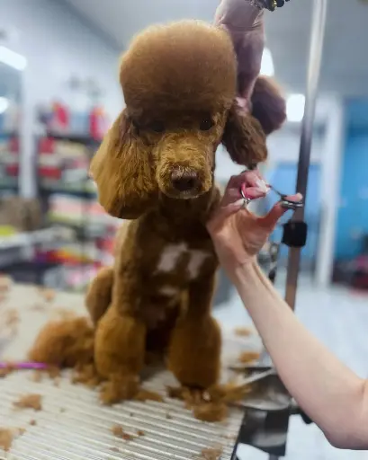 Bath & Full Haircut