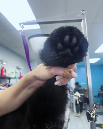 Nail Clipping